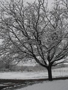 The beauty of God's creation can speak to us and encourage us on even the coldest days.