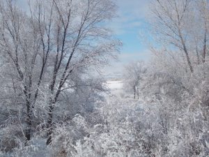 After the snow fall the sun shines and the snow sparkles.