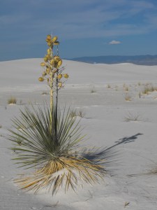 Yucca at White Sands in Alamogordo, NM. 