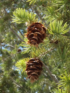 The beauty of the land I love is reflected in the creation of God, be it large or small.