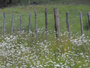 1913930_1155317136621_4593467_n