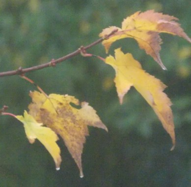 10582933_10204127464580377_8220652180546439207_o