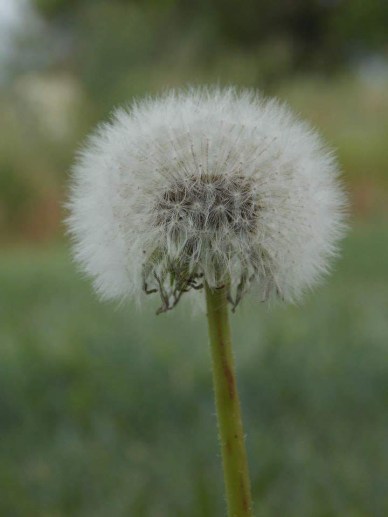 FB_IMG_1498755509414